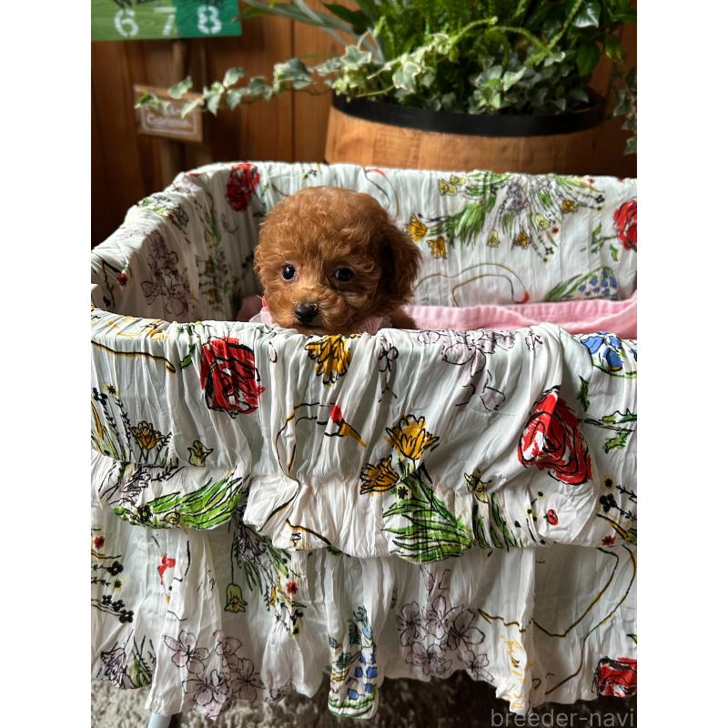 販売中の鹿児島県のタイニープードル-426115の2枚目