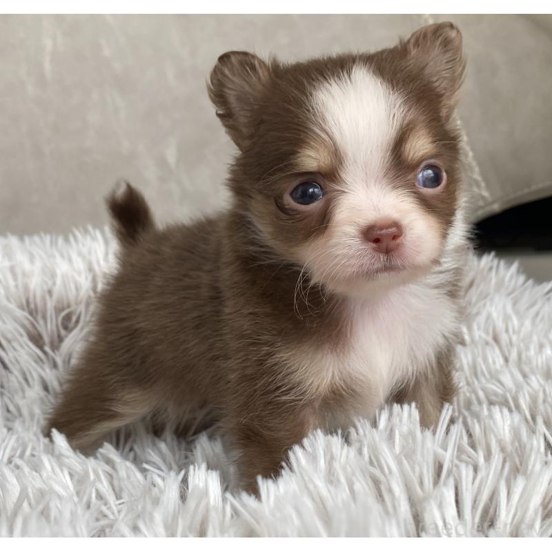 販売中の静岡県のチワワ(ロングコート)-426120の4枚目