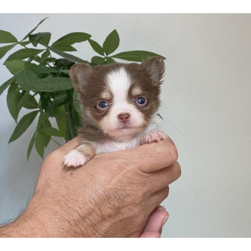 販売中の静岡県のチワワ(ロングコート)-426120の3枚目