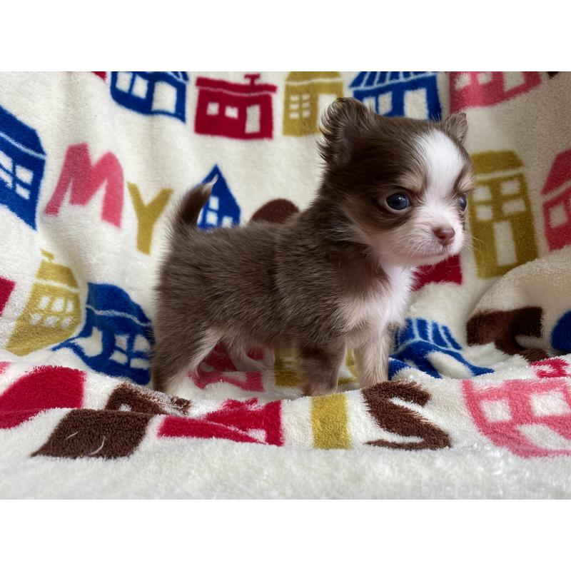 販売中の静岡県のチワワ(ロングコート)-426120の2枚目