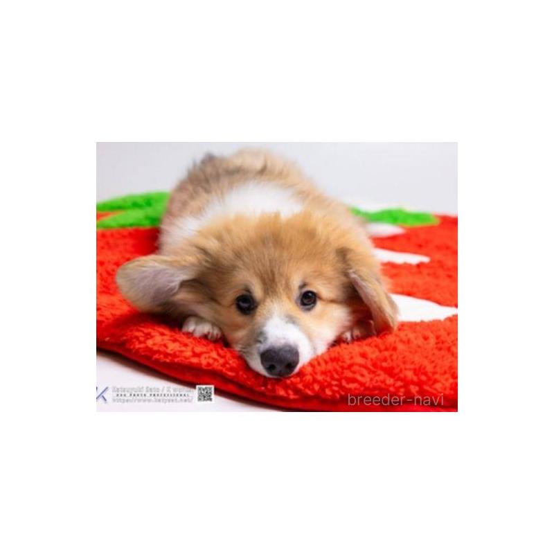 販売中の東京都のウェルシュコーギーペンブローク-426122の4枚目