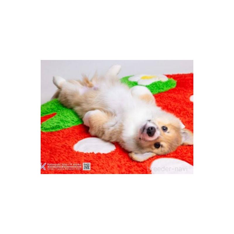 販売中の東京都のウェルシュコーギーペンブローク-426122の3枚目