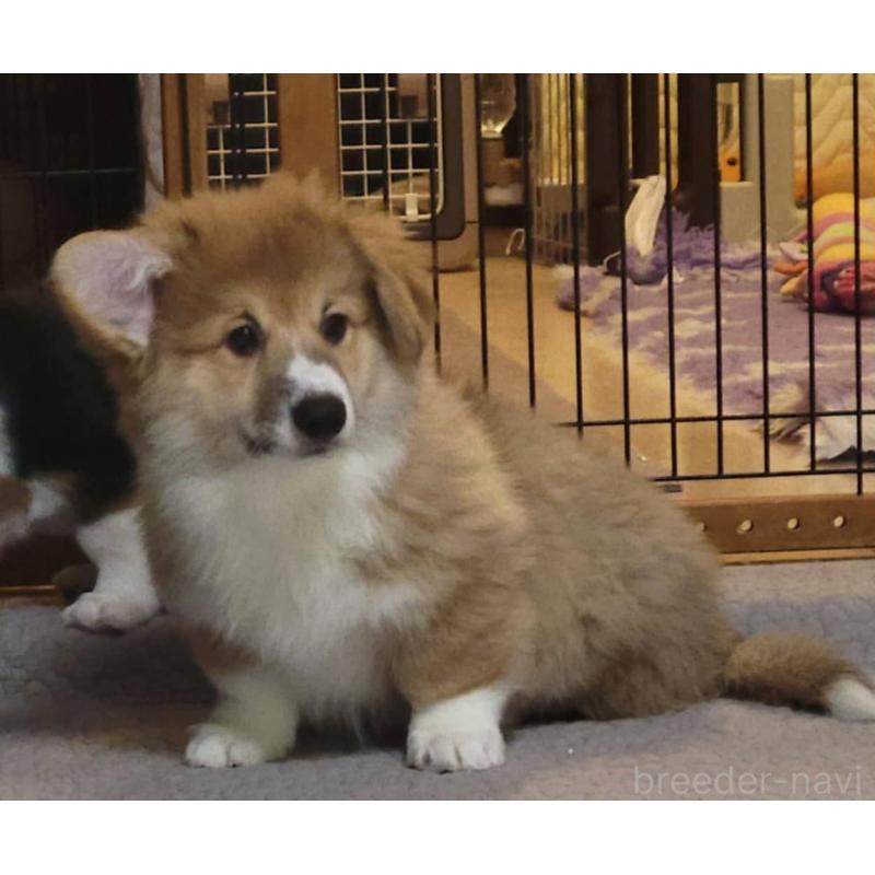 販売中の東京都のウェルシュコーギーペンブローク-426122の2枚目