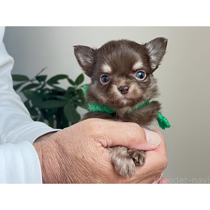 販売中の静岡県のチワワ(ロングコート)-426123の3枚目