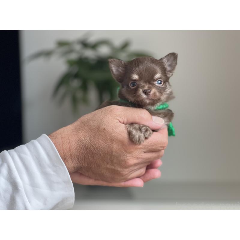 販売中の静岡県のチワワ(ロングコート)-426123の2枚目