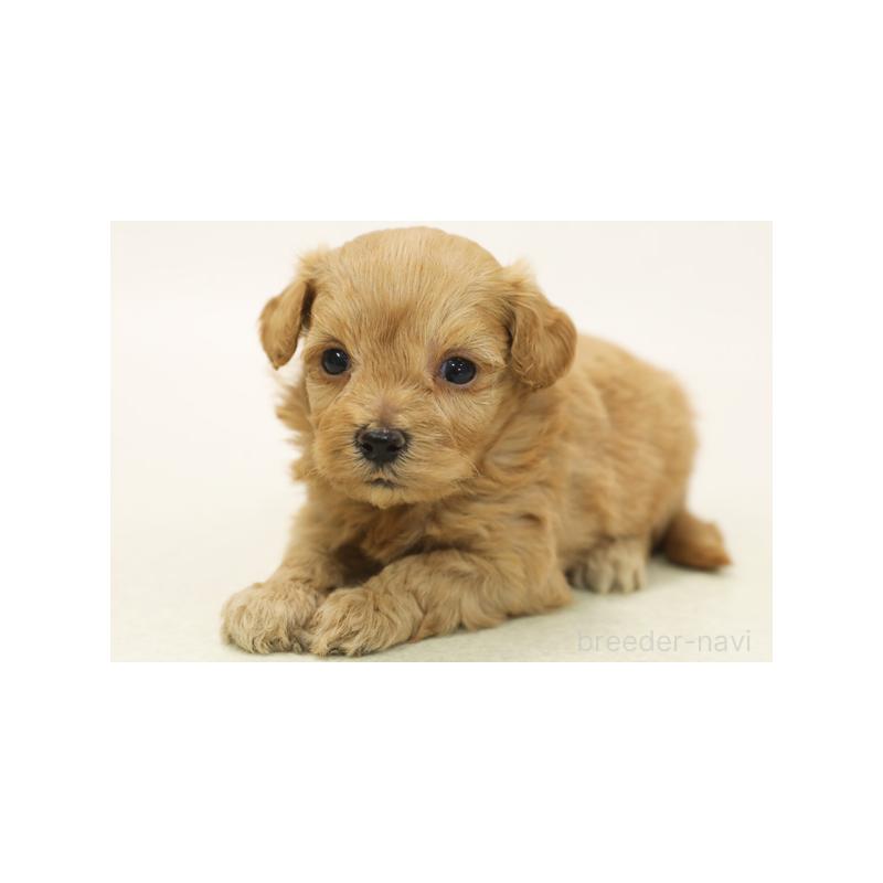 販売中の神奈川県のマルプー:マルチーズ×トイプードル-422149