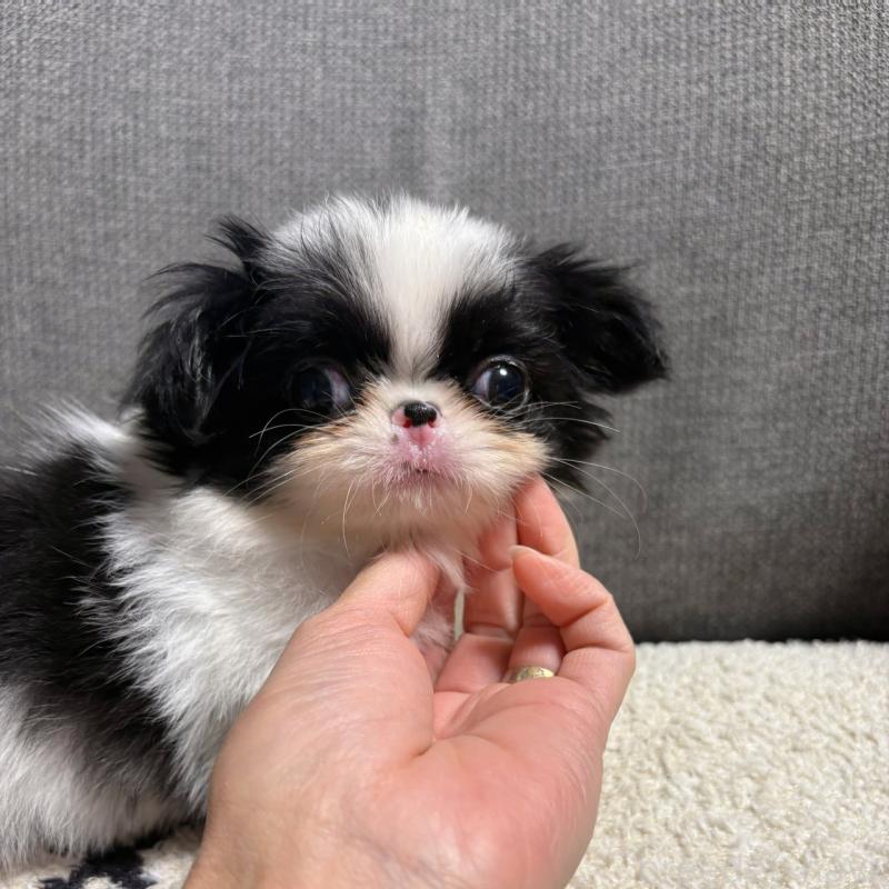 販売中の大阪府の狆 (チン)-420104の9枚目