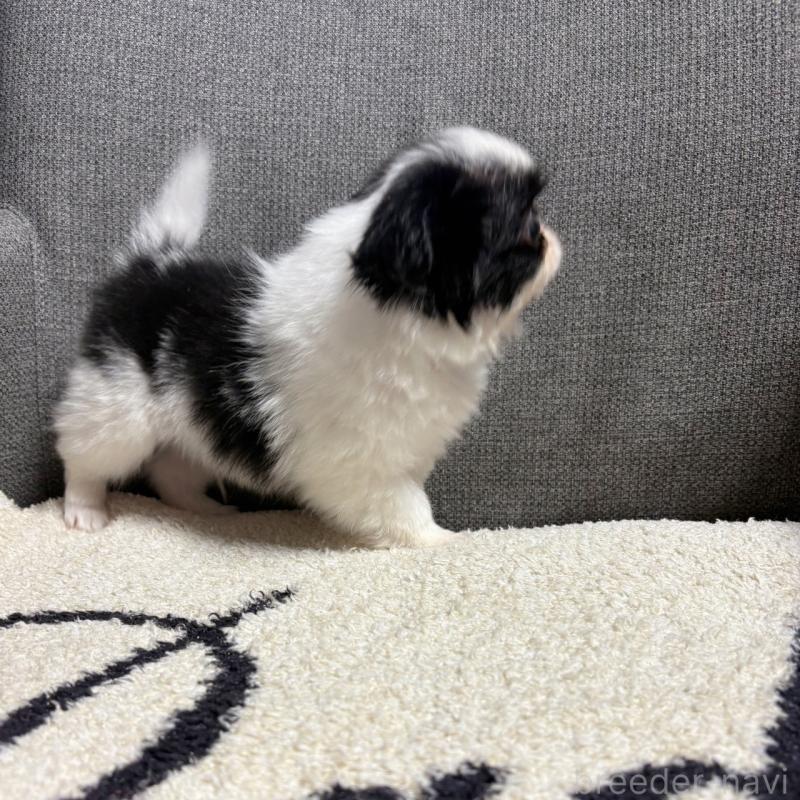 販売中の大阪府の狆 (チン)-420104の8枚目