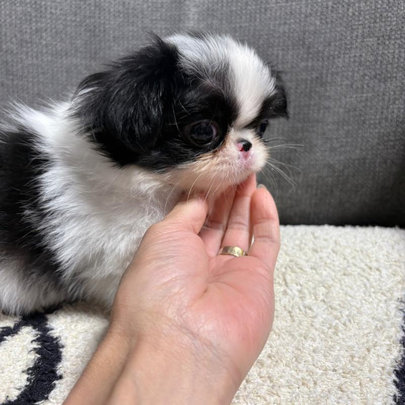 販売中の大阪府の狆 (チン)-420104の7枚目