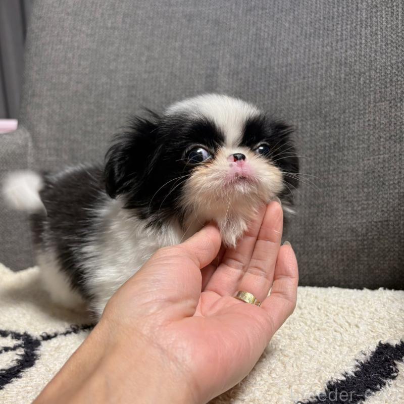 販売中の大阪府の狆 (チン)-420104の6枚目