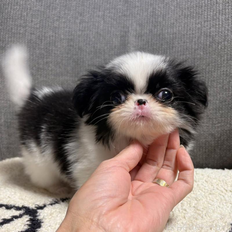 販売中の大阪府の狆 (チン)-420104の5枚目