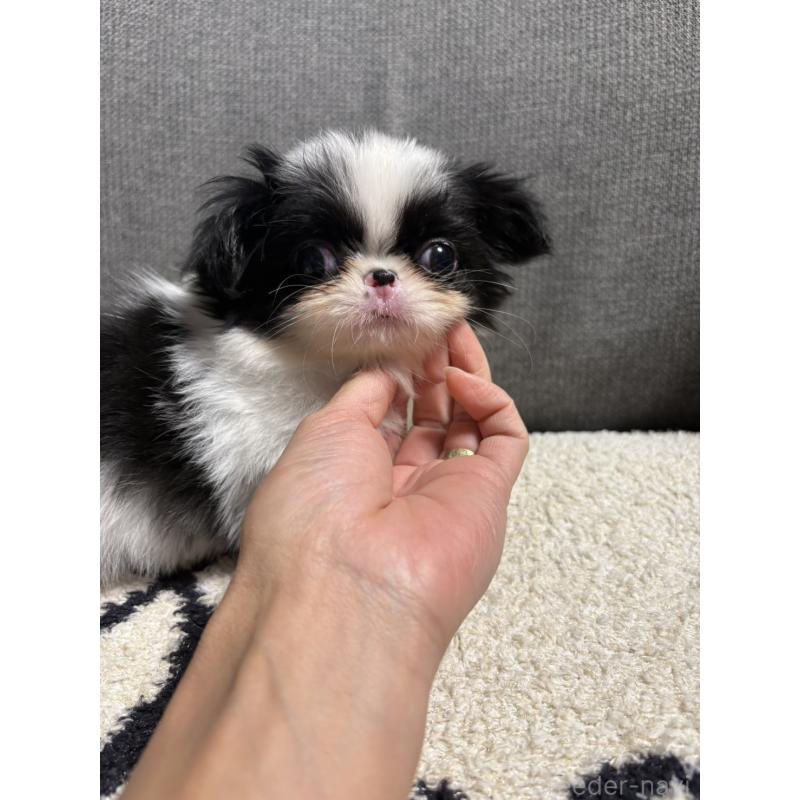 販売中の大阪府の狆 (チン)-420104の4枚目