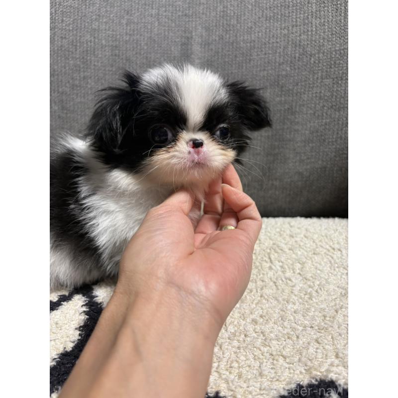 販売中の大阪府の狆 (チン)-420104の3枚目