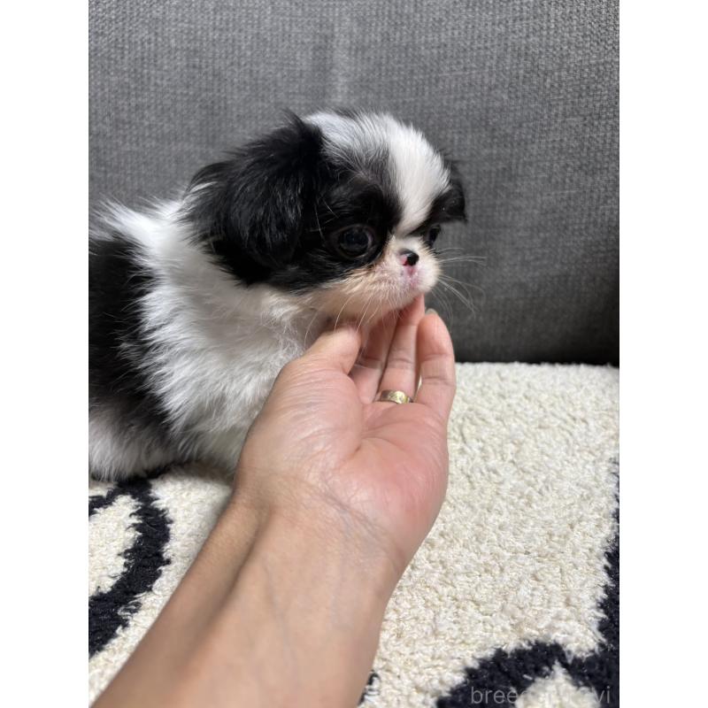 販売中の大阪府の狆 (チン)-420104の2枚目