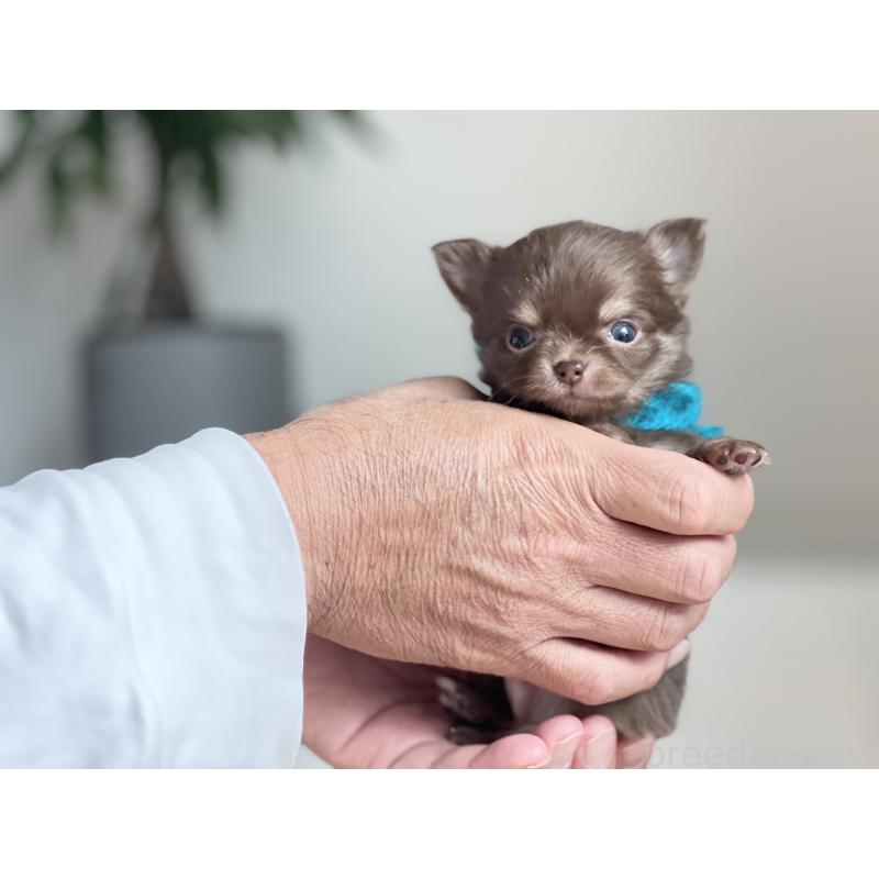 販売中の静岡県のチワワ(ロングコート)-426124の4枚目