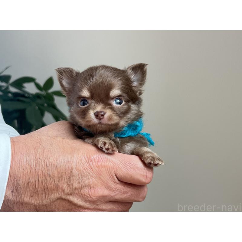 販売中の静岡県のチワワ(ロングコート)-426124の3枚目