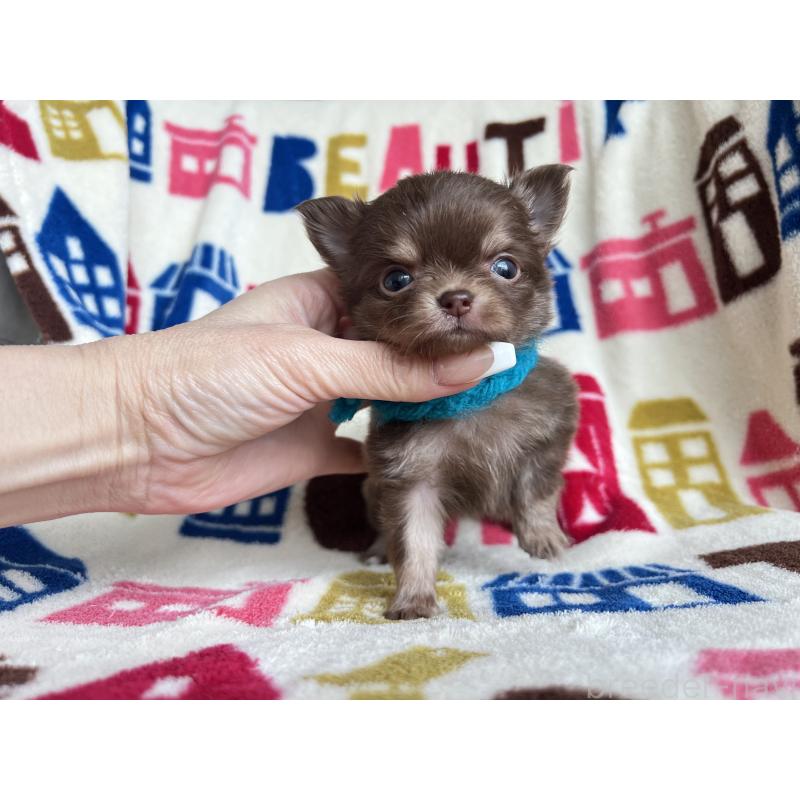 販売中の静岡県のチワワ(ロングコート)-426124の2枚目