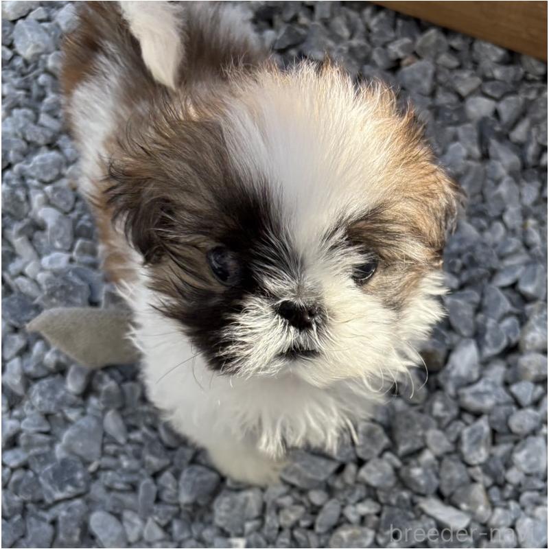 成約済の福岡県のシーズー-421863の4枚目