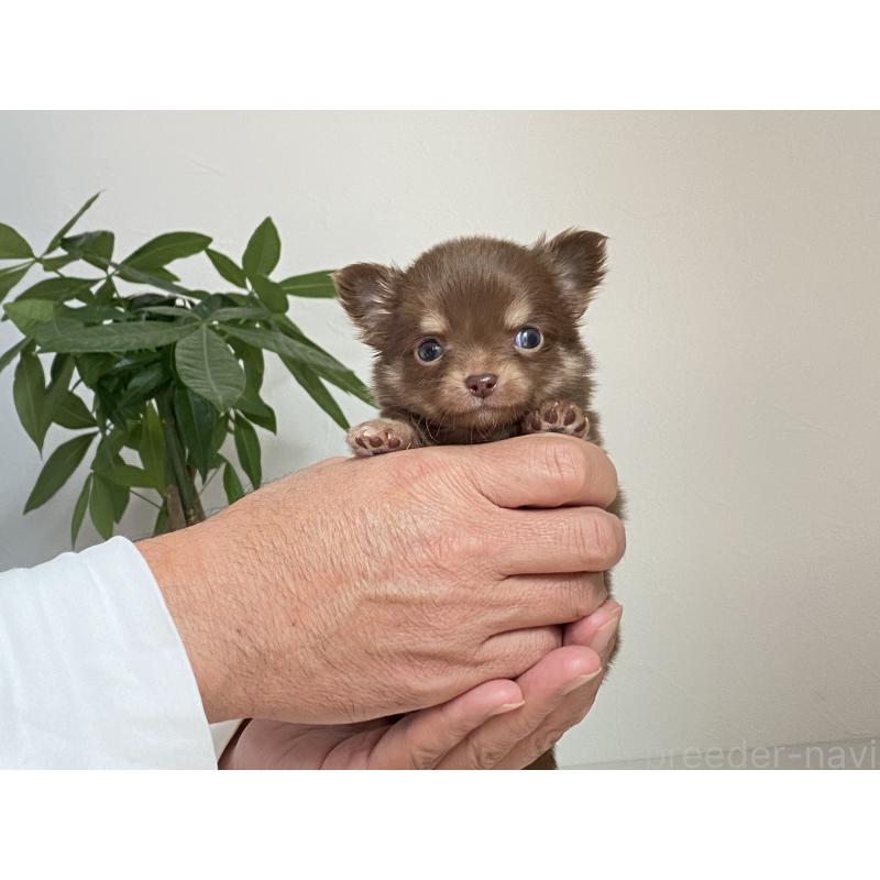 販売中の静岡県のチワワ(ロングコート)-426125の4枚目