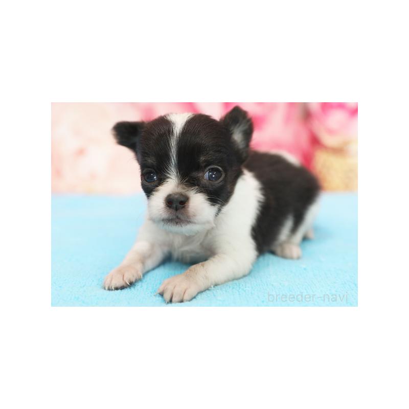 販売中の神奈川県のチワワ(ロングコート)-424164