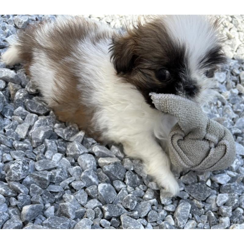 販売中の福岡県のシーズー-421863