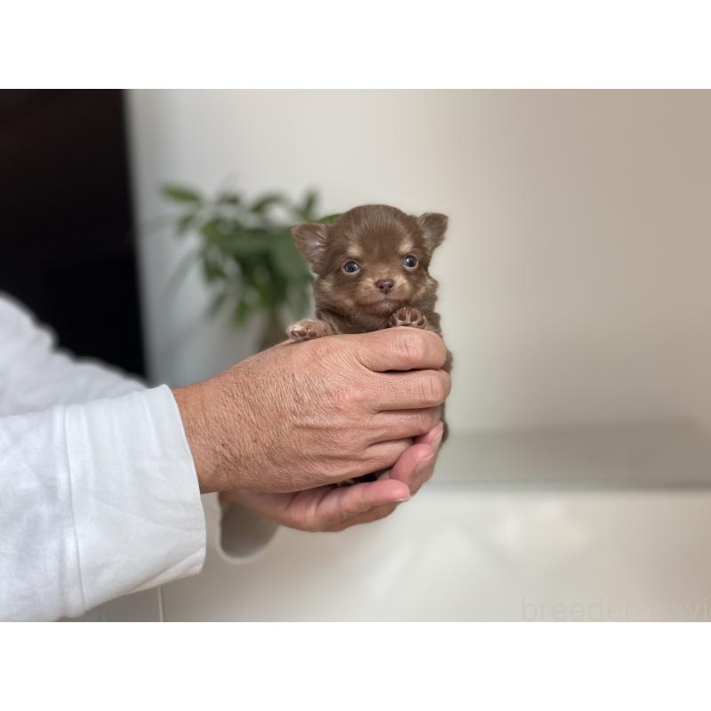 販売中の静岡県のチワワ(ロングコート)-426125の3枚目