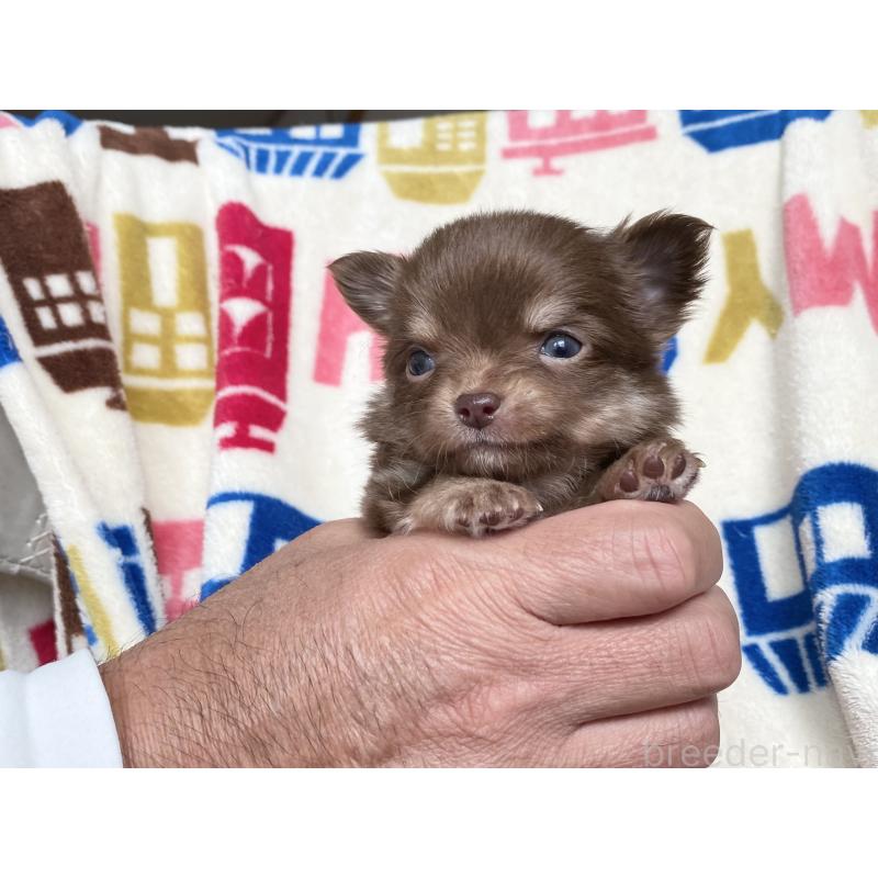 販売中の静岡県のチワワ(ロングコート)-426125の2枚目