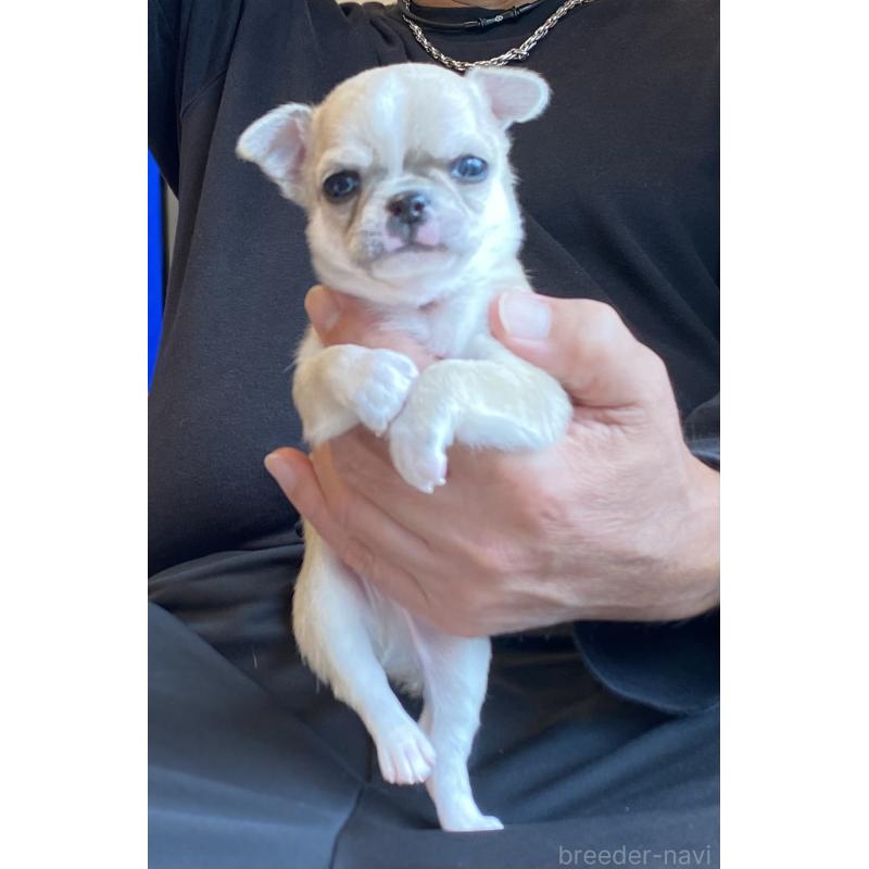 販売中の静岡県のチワワ(スムースコート)-426126の2枚目