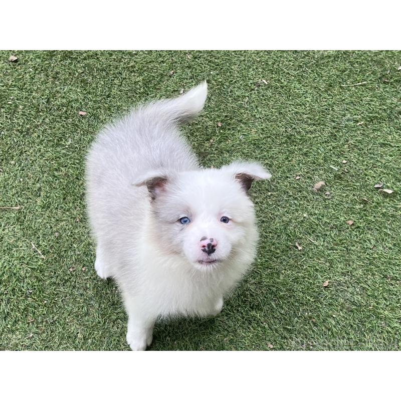 販売中の福岡県のボーダーコリー-426127の7枚目