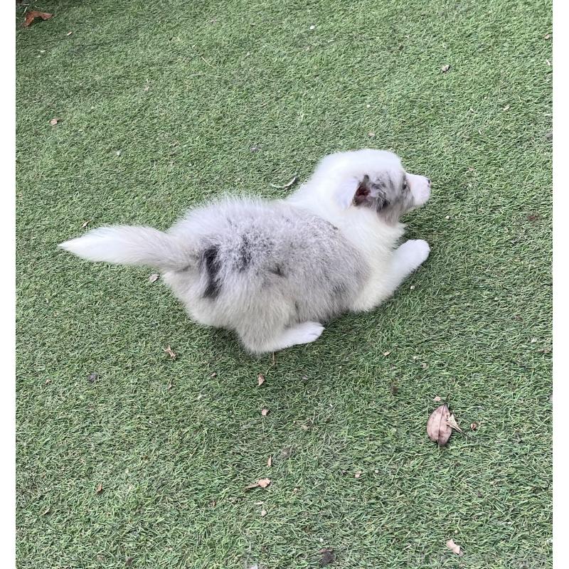 販売中の福岡県のボーダーコリー-426127の6枚目