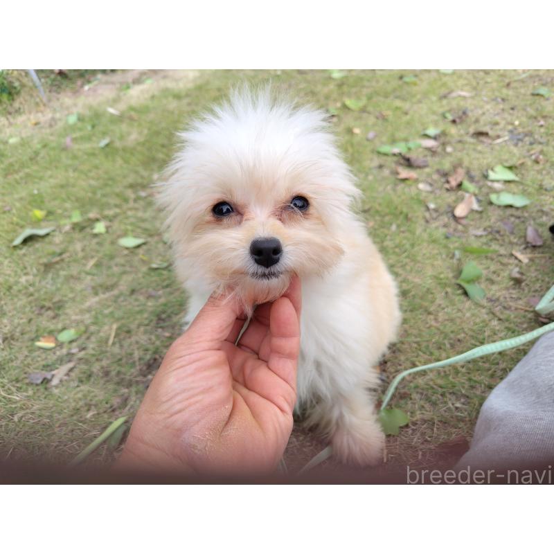 成約済の栃木県のポメプー:ポメラニアン×トイプードル-372116の2枚目