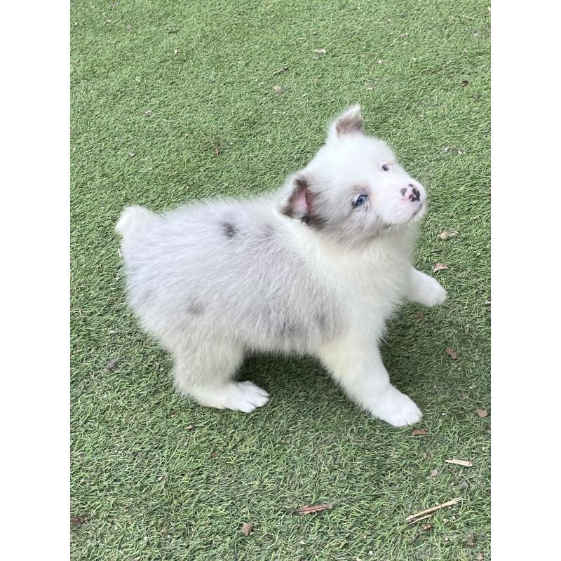 販売中の福岡県のボーダーコリー-426127の5枚目