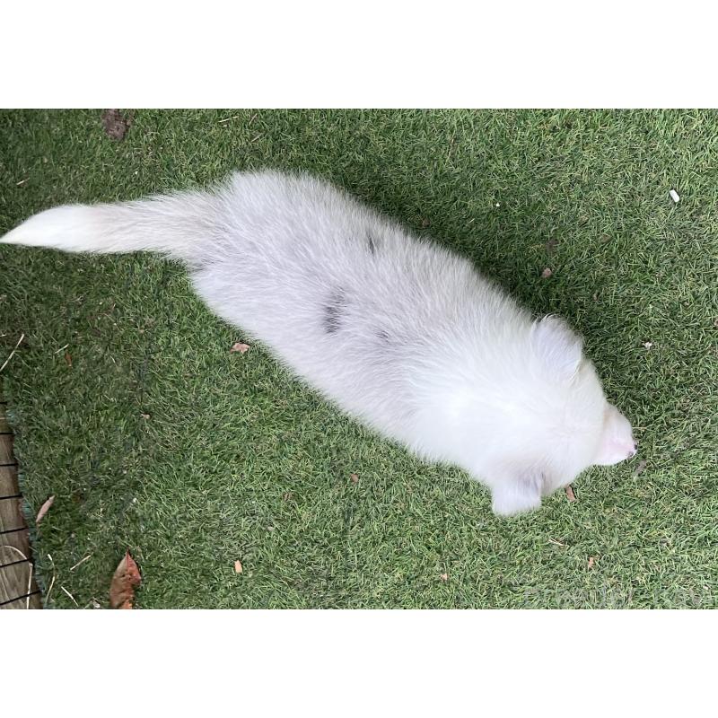 販売中の福岡県のボーダーコリー-426127の4枚目