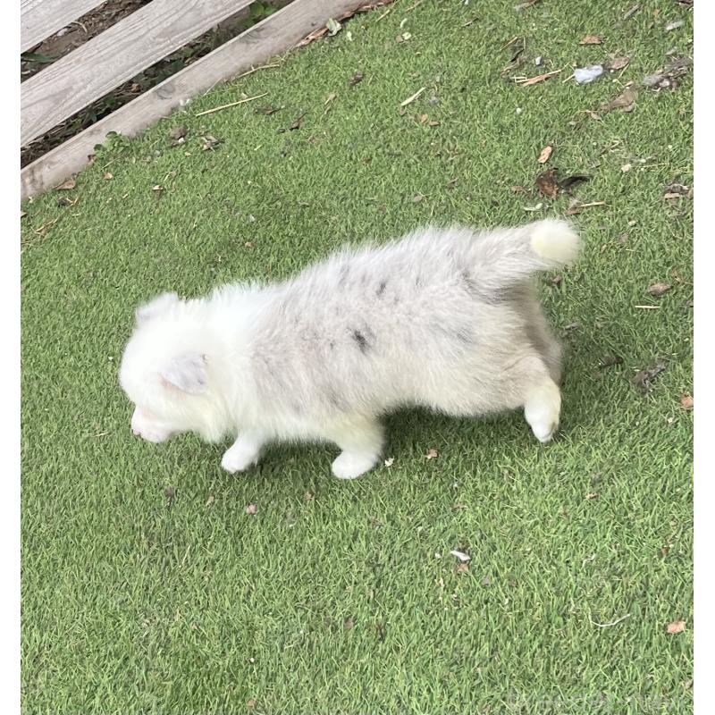 販売中の福岡県のボーダーコリー-426127の3枚目