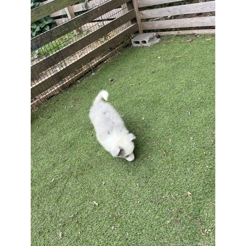 販売中の福岡県のボーダーコリー-426127の2枚目