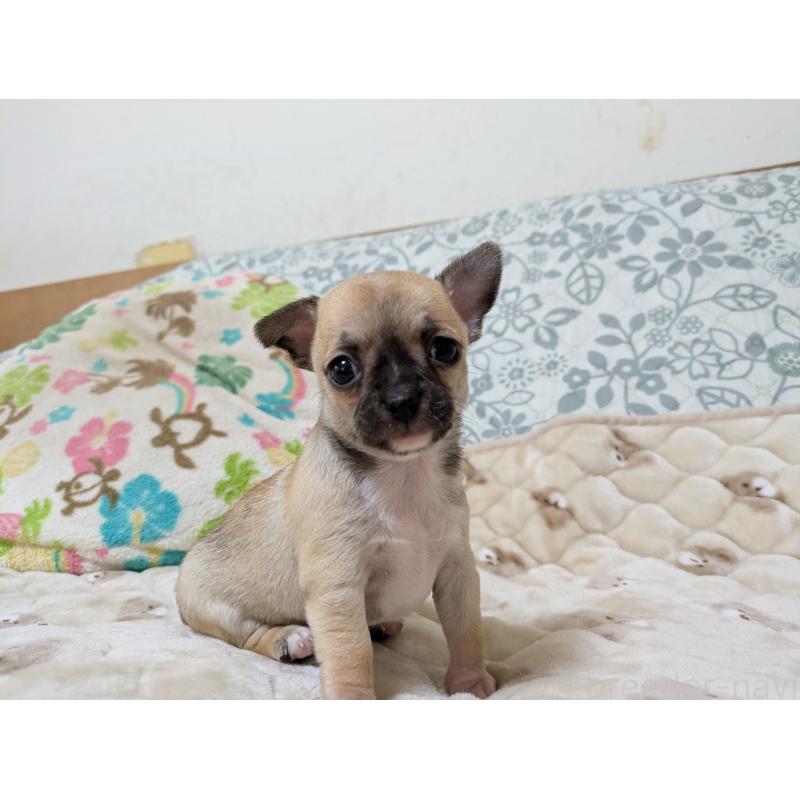 販売中の大分県のチワワ(スムースコート)-426128の5枚目