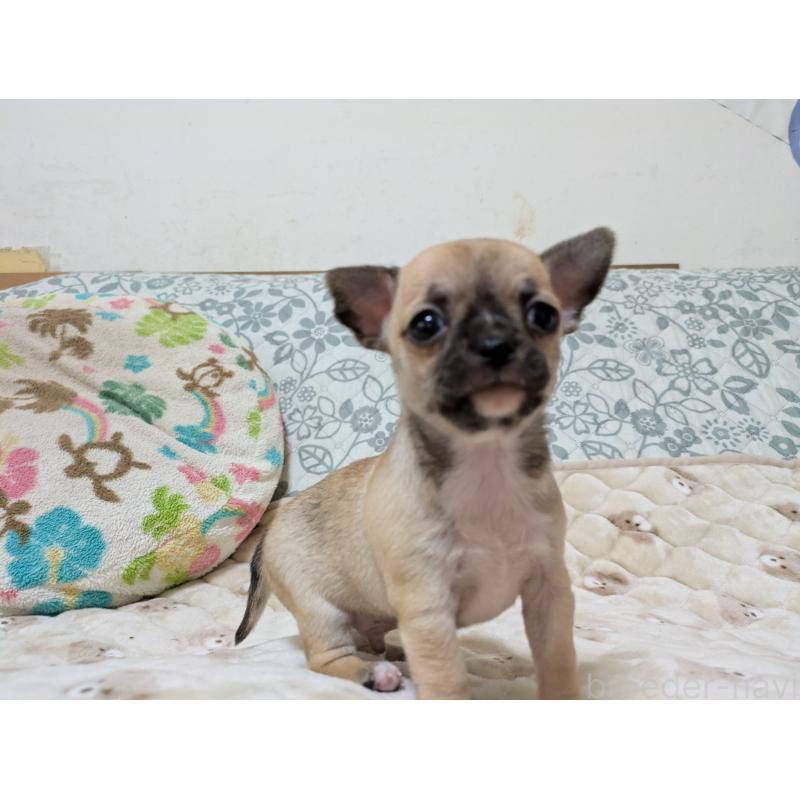 販売中の大分県のチワワ(スムースコート)-426128の4枚目