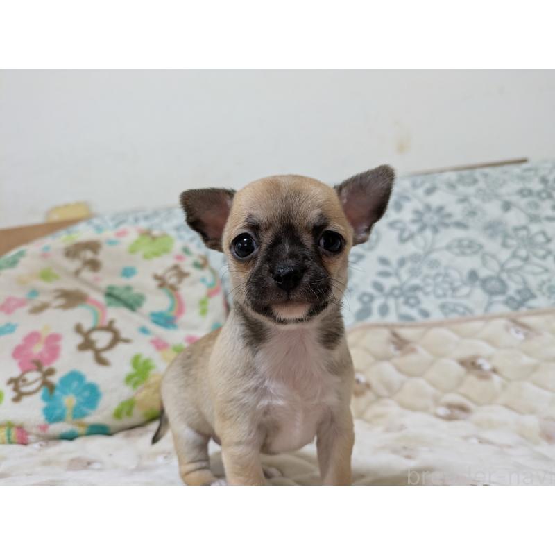 販売中の大分県のチワワ(スムースコート)-426128の3枚目