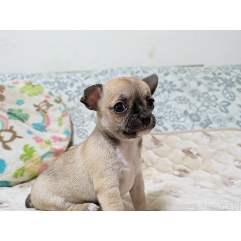 販売中の大分県のチワワ(スムースコート)-426128の2枚目