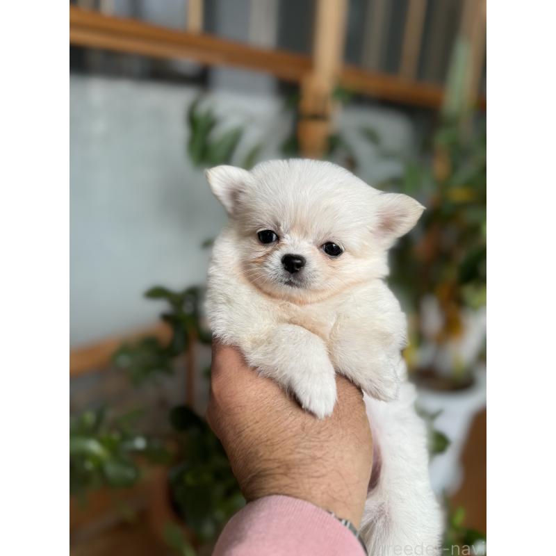 販売中の静岡県のポメチワ:ポメラニアン×チワワ-422066