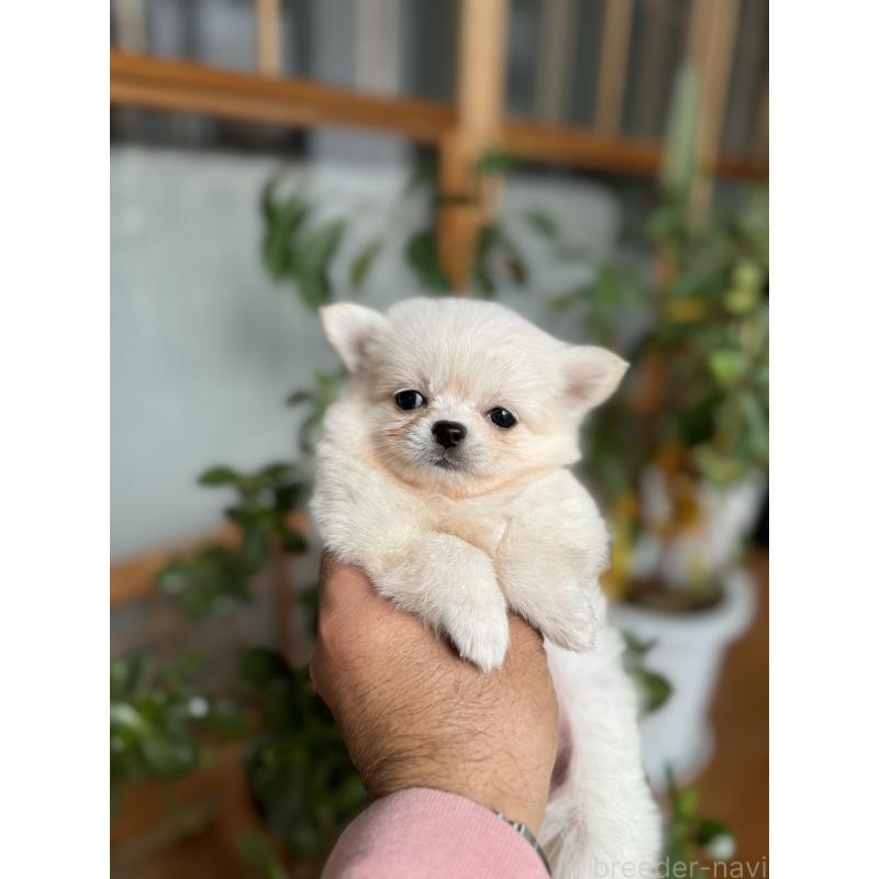 成約済の静岡県のポメチワ:ポメラニアン×チワワ-422066の2枚目