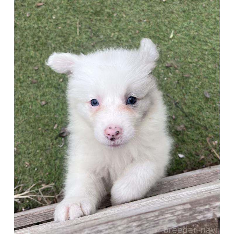 販売中の福岡県のボーダーコリー-426129の8枚目