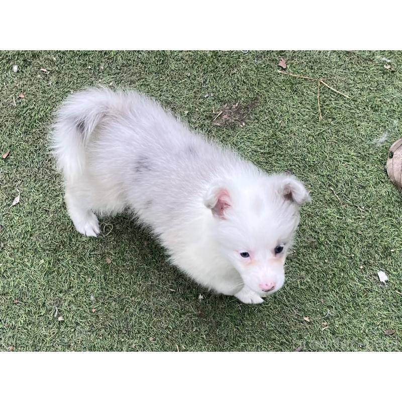 販売中の福岡県のボーダーコリー-426129の7枚目