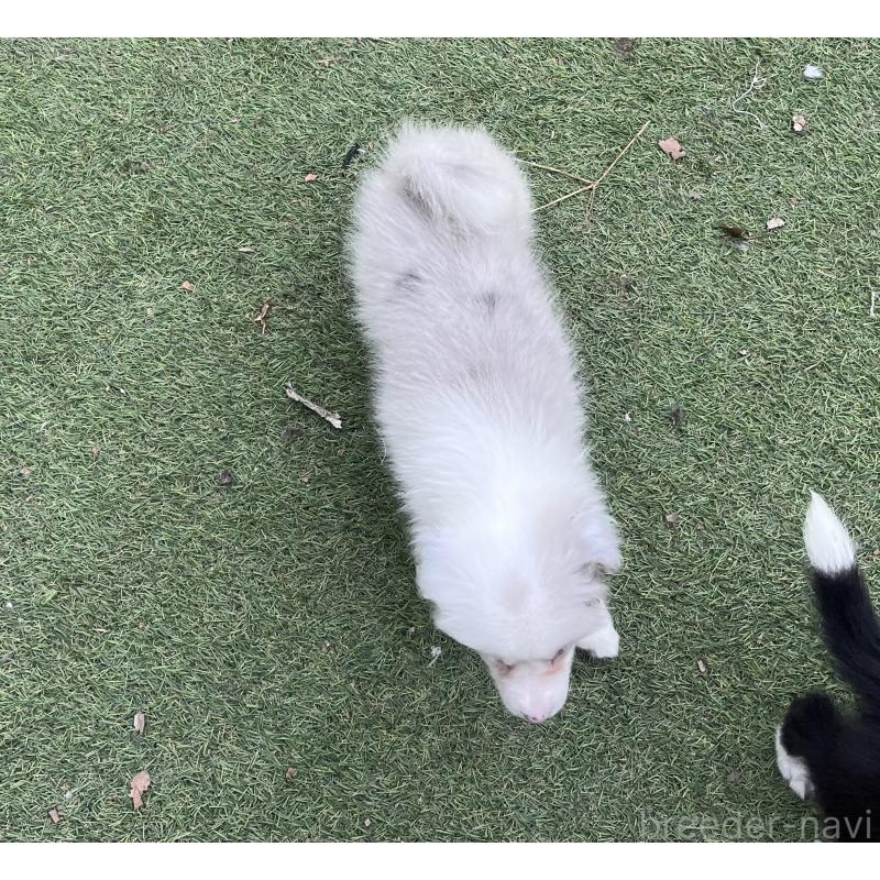 販売中の福岡県のボーダーコリー-426129の6枚目