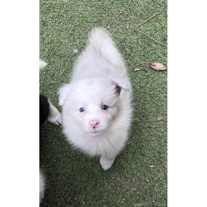 販売中の福岡県のボーダーコリー-426129の5枚目