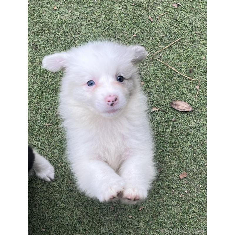 販売中の福岡県のボーダーコリー-426129の4枚目