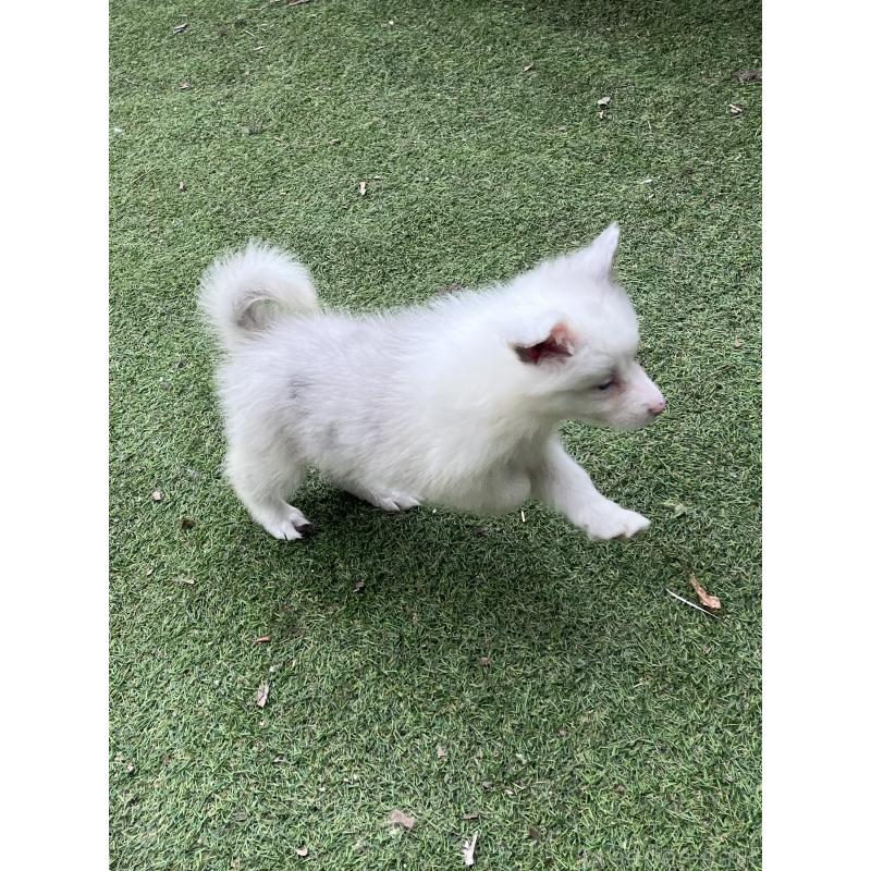 販売中の福岡県のボーダーコリー-426129の3枚目