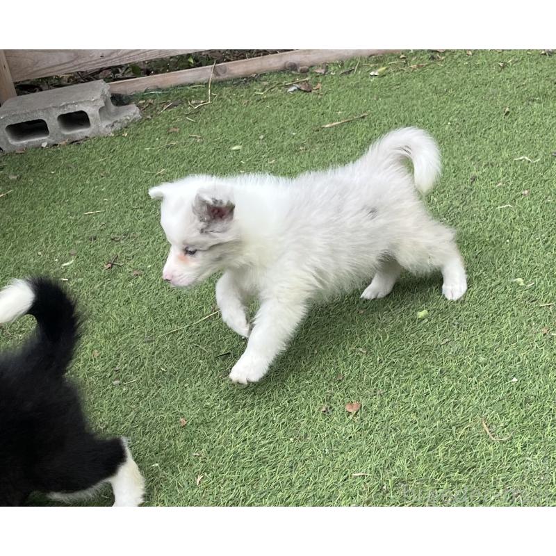 販売中の福岡県のボーダーコリー-426129の2枚目