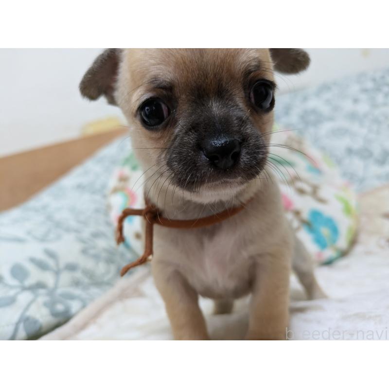 販売中の大分県のチワワ(スムースコート)-426130の5枚目