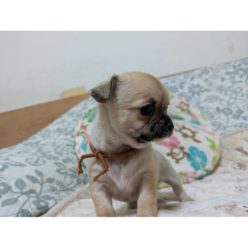 販売中の大分県のチワワ(スムースコート)-426130の4枚目